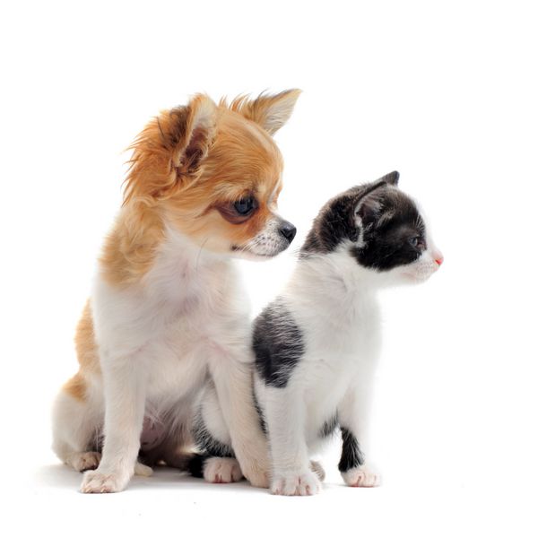 پرتره یک توله سگ اصیل شیواهوا با بچه گربه سیاه و سفید در مقابل پس زمینه سفید