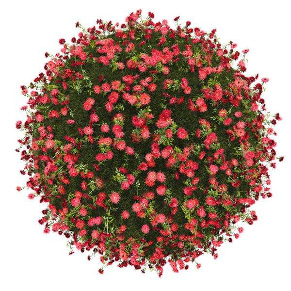سیاره مینیاتوری از گل های قرمز کوچک جدا شده روی سفید