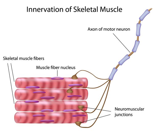 فیبرهای عضلانی اسکلتی و نورون حرکتی در یک واحد حرکتی