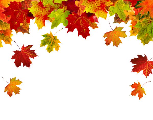 قاب حاشیه از برگ های رنگارنگ پاییزی جدا شده روی سفید