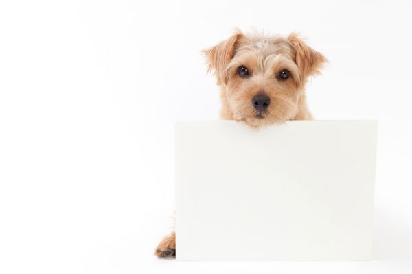 تابلوی پیام نگهدارنده سگ نورفولک تریر جدا شده در زمینه سفید