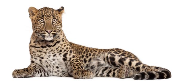 پلنگ Panthera pardus 6 ماهه دراز کشیده در مقابل زمینه سفید