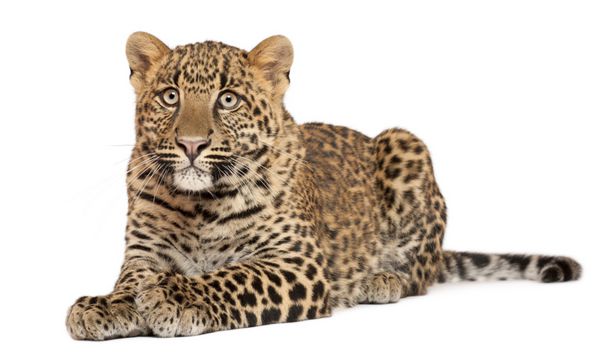 پلنگ Panthera pardus 6 ماهه دراز کشیده در مقابل زمینه سفید