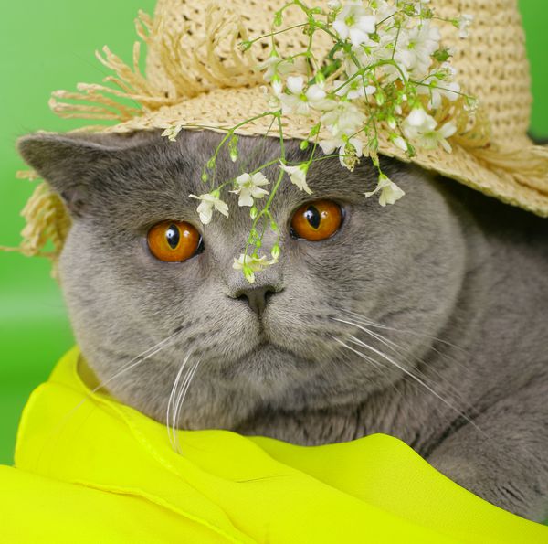 گربه بریتانیایی در کلاه حصیری با گل