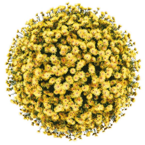 سیاره مینیاتوری از گل های زرد کوچک جدا شده روی سفید