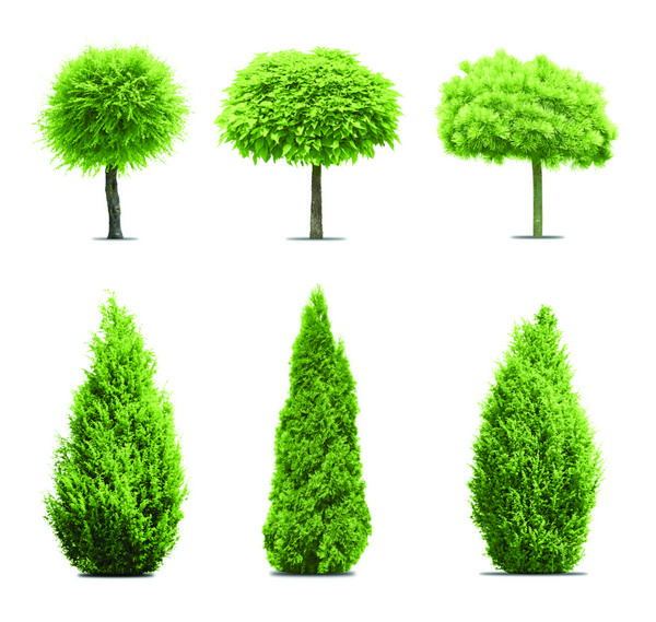 شش درخت سبز جدا شده روی سفید