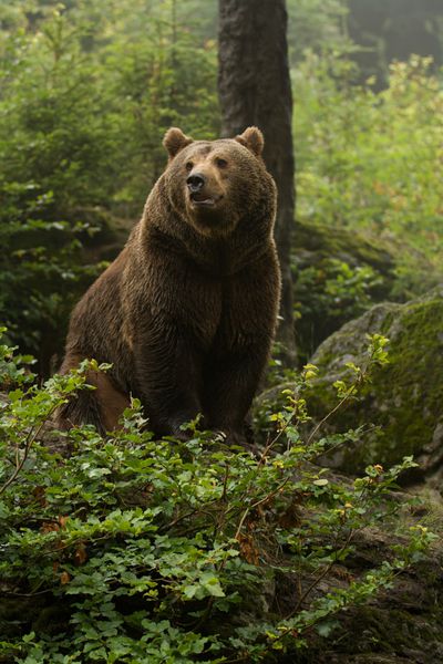خرس قهوه ای در بالای تپه ای در جنگل نشسته است