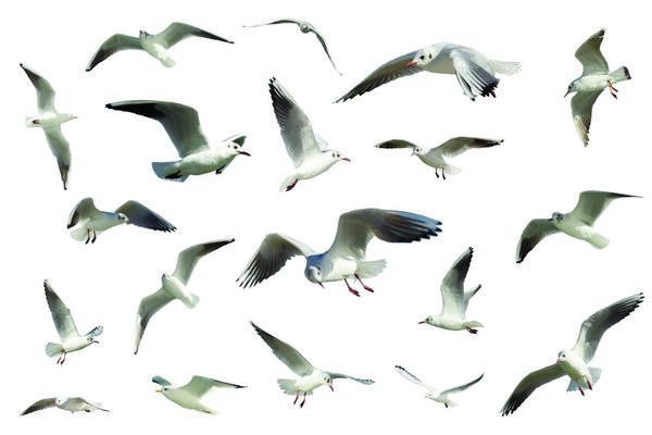 مجموعه ای از پرندگان سفید پرنده جدا شده مرغان دریایی