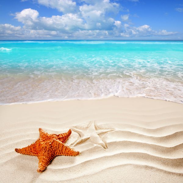 ستاره دریایی کارائیب بر فراز ساحل شنی سفید مواج مانند تعطیلات تابستانی تصویر عکس