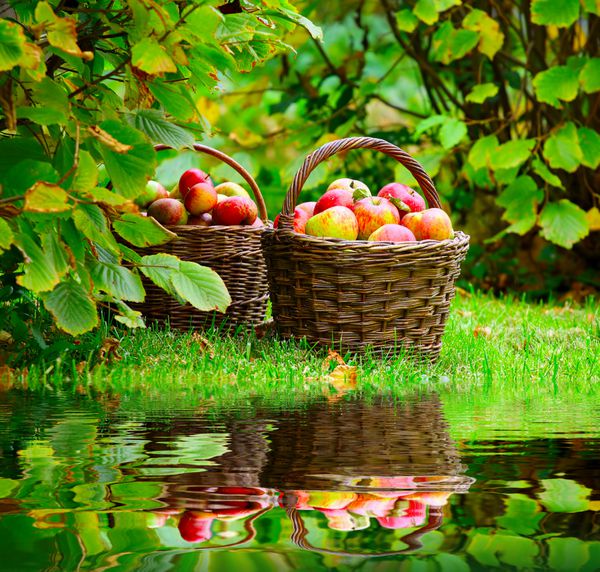 سیب های قرمز و زرد در سبد - پاییز در باغ روستایی