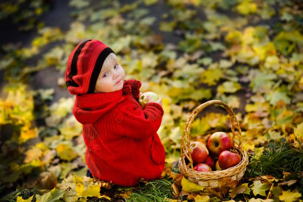 دختر کوچک با ژاکت قرمز سیب در پس زمینه طلایی پاییز برداشت می کند