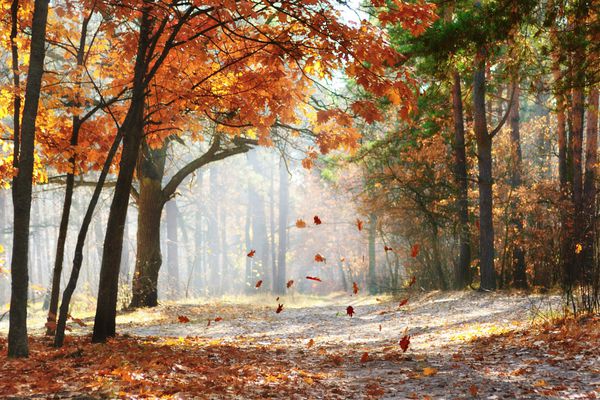 ریزش برگ‌های بلوط در جنگل خوش منظره پاییزی که با آفتاب صبحگاهی روشن شده است