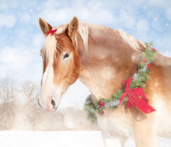 تصویری شیرین با تم کریسمس از یک اسب بلژیکی با تاج گل و کمان