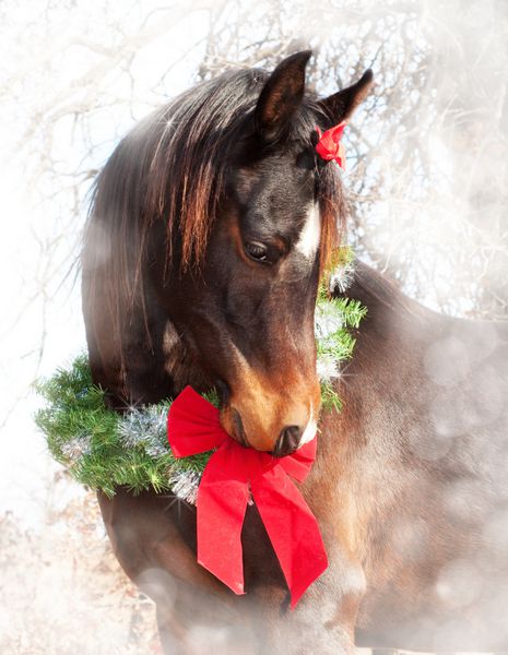 تصویر رویایی کریسمس از یک اسب عربی خلیج تیره با تاج گل و کمان