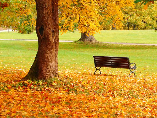 عکس خفن عکس صندلی در پاییز