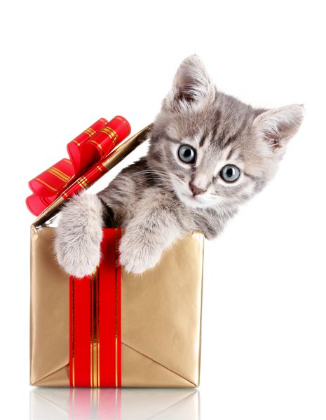 بچه گربه خنده دار در جعبه هدیه طلایی جدا شده روی سفید