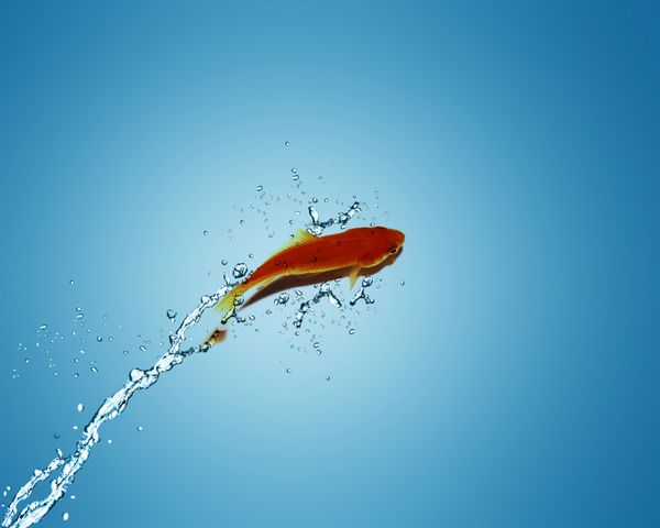 ماهی طلایی در حال پریدن از آب مفهوم خوب برای بدشانسی بدشانس مفهوم خطرات
