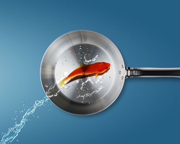 پریدن ماهی طلایی به ماهیتابه فرصت های عالی شکار خوب