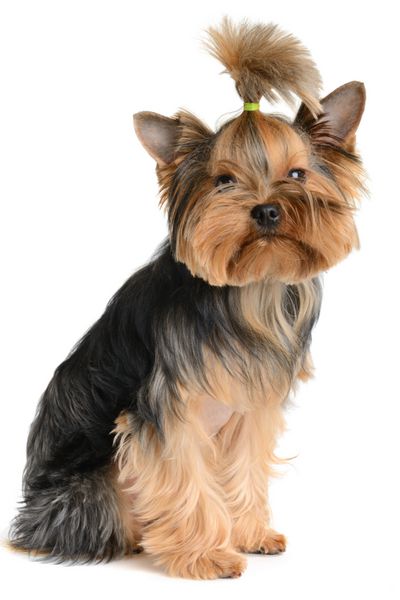 عکس خفن عکس سگ کارتونی بامزه