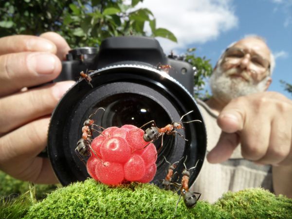 عکاس ماکرو مدیریت مورچه ها متمرکز بر مورچه ها