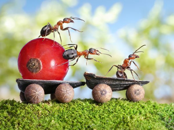 تیم مورچه ها توت قرمز را با تریلر تخمه آفتابگردان تحویل می دهند teamwotk
