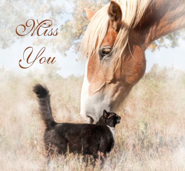 Miss You - اسب بزرگی که به آرامی با یک گربه جلف کوچک در آغوش گرفته است