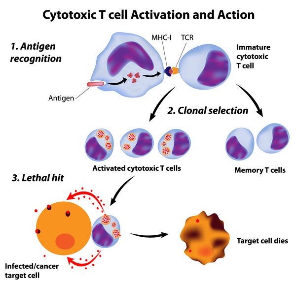 اصول سیستم ایمنی عملکرد سلول های T سیتوتوکسیک