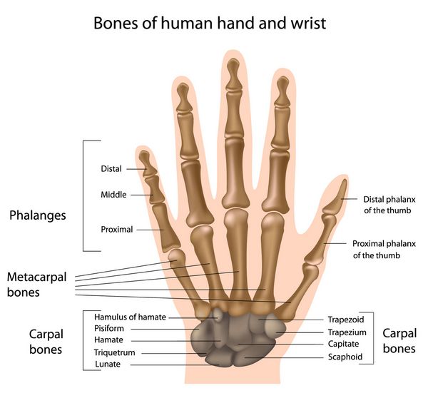 استخوان های دست