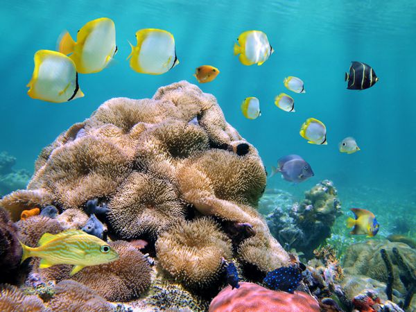 مدرسه ماهی های رنگارنگ استوایی با شقایق های مرجانی و دریایی
