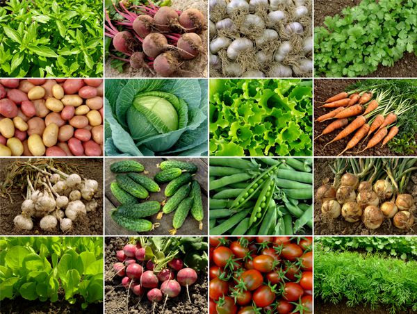 سبزیجات و سبزیجات ارگانیک