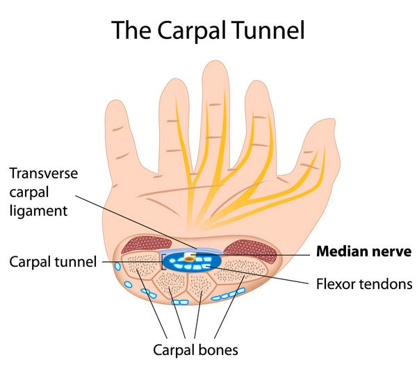 ساختار تونل کارپال می تواند برای توضیح سندرم تونل کارپ یک بیماری رایج در میان کاربران صفحه کلید استفاده شود