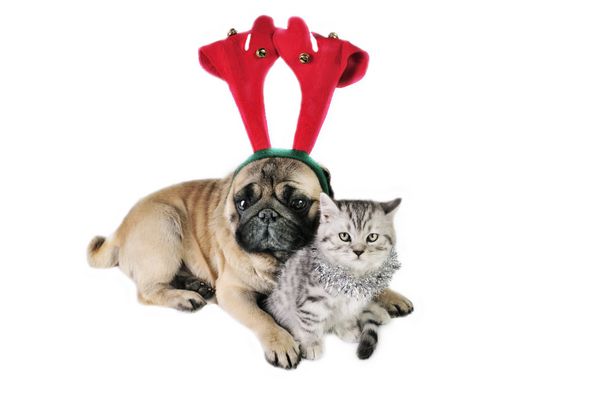 سگ کریسمس پاگ با شاخ و بچه گربه بریتانیایی مو کوتاه با زیور آلات کریسمس
