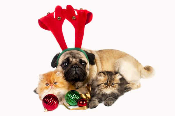 سگ پاگ شاخ پوشی با دو بچه گربه ایرانی که با زیور آلات کریسمس احاطه شده است