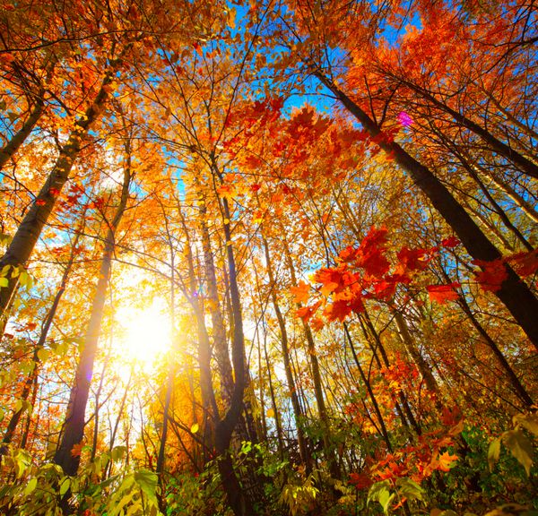 جنگل پاییزی با نور خورشید و آسمان آبی