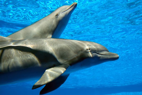 چند دلفین در حال شنا
