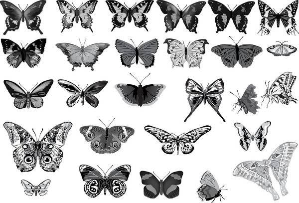 تصویر با مجموعه پروانه های جدا شده در پس زمینه سفید