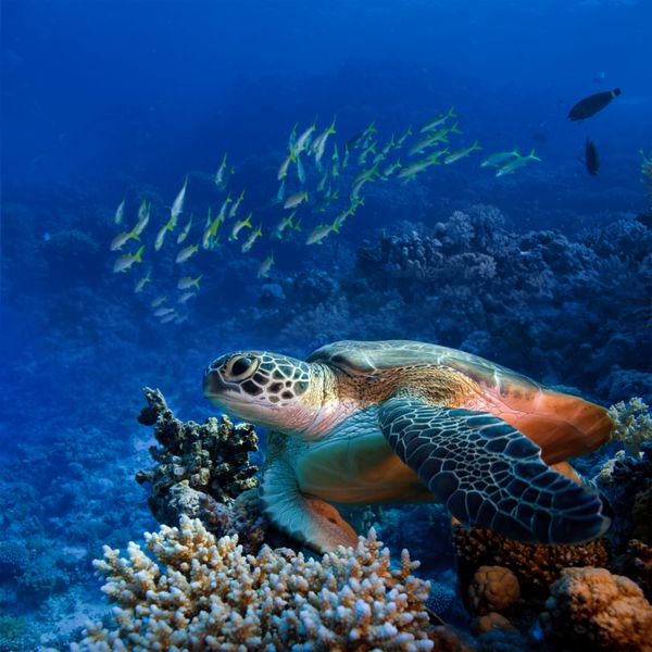 لاک پشت بزرگ دریایی غواصی دریای سرخ که روی صخره های مرجانی رنگارنگ نشسته است
