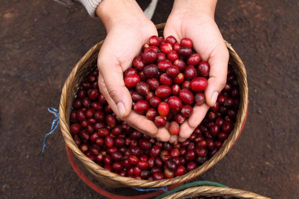 دانه‌های قهوه توت‌های قرمز را در پس‌زمینه سبد دستی کشاورز از نزدیک ببینید