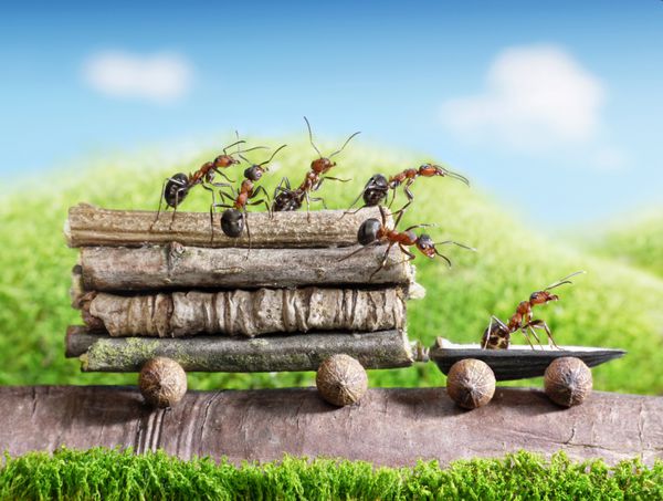 تیم مورچه ها کنده ها را با ماشین دنباله دار کار تیمی حمل و نقل دوستدار محیط زیست حمل می کنند