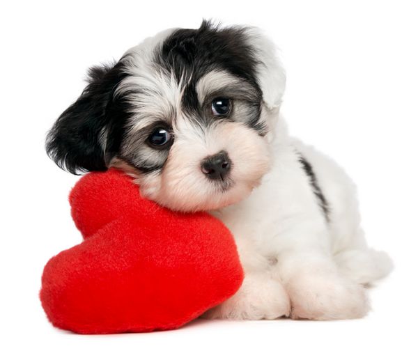 یک سگ توله سگ عاشق ولنتاین هاوانی با قلب قرمز جدا شده در پس زمینه سفید