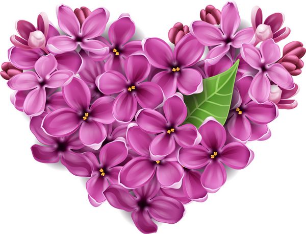 گلهای یاس بنفش به شکل قلب تصویری با موضوع روز ولنتاین