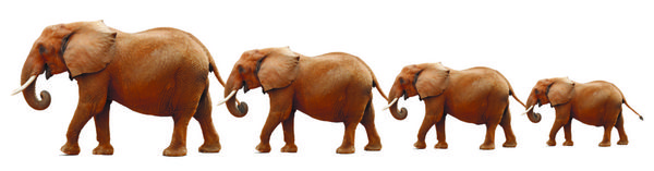 فیل های گاو نر در یک خط کنگا عکس کامپوزیت جدا شده در زمینه سفید