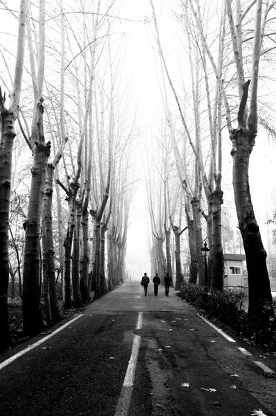 مردانی در حال قدم زدن در جنگلی تاریک با مه و درختان سیاه در کاخ سعدآباد تهران ایران