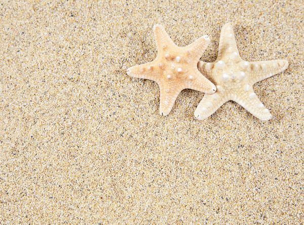 ستاره دریایی در شن و ماسه ساحل - فضای کپی
