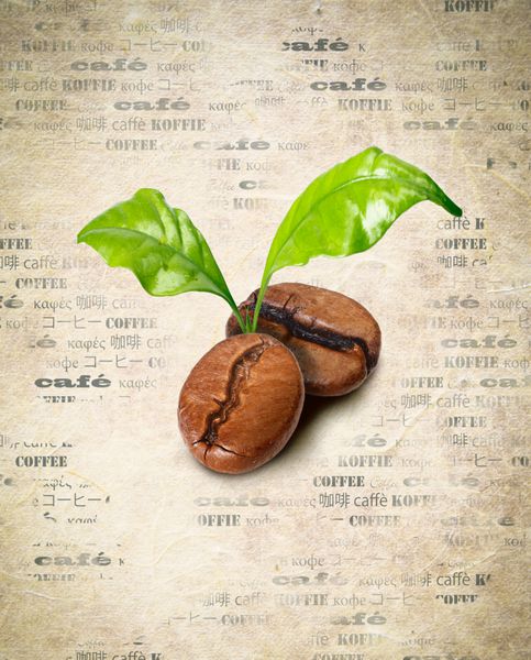 دانه‌های قهوه را با برگ‌های سبز روی پس‌زمینه کاغذی کهنه کنید و کلمه قهوه چندین بار به زبان‌های مختلف تکرار شده است