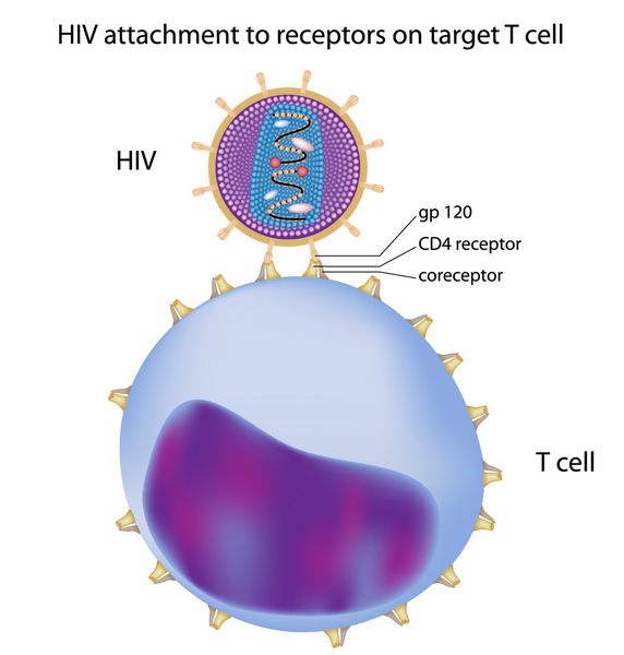 اتصال HIV به سلول T هدف