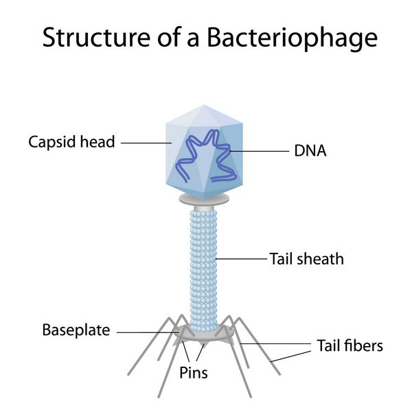 ساختار یک باکتریوفاژ