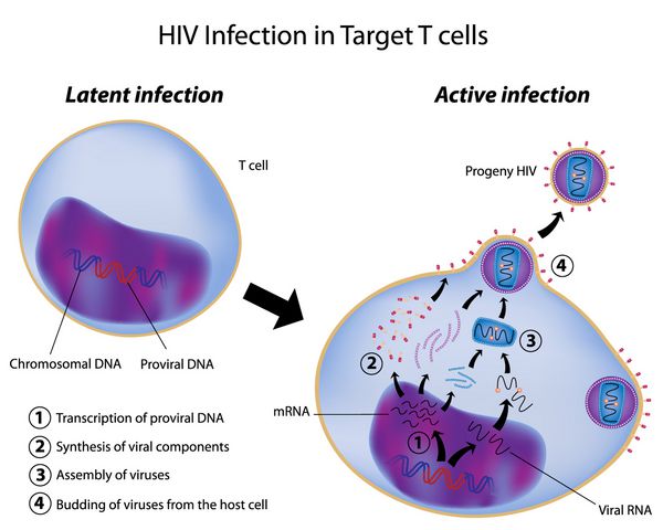 عفونت نهفته و فعال سلول T توسط HIV