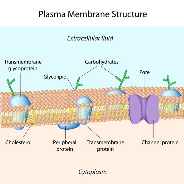ساختار غشای پلاسمایی