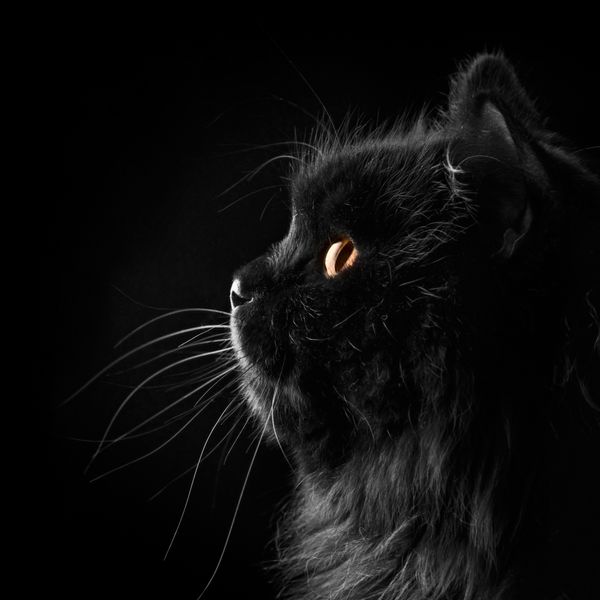 گربه ایرانی سیاه در زمینه مشکی